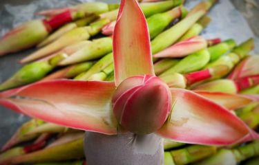 Untuk pertama kalinya, bunga kecombrang  (Etlingera elatior) asal Sumatera Utara menembus pasar Malaysia melalui Pelabuhan Belawan. Bunga kecombrang merupakan campuran makanan khas dengan kandungan nutrisi dan serat yang tinggi.