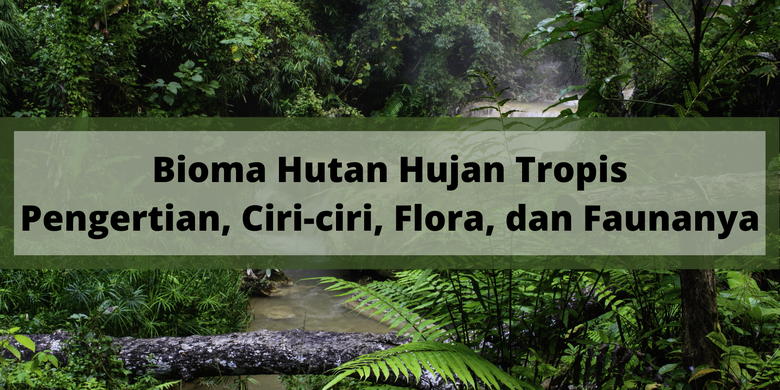 Bioma Hutan Hujan Dan Cirinya Guru Geografi The Best Porn Website