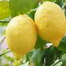 Cara Menanam Buah Lemon dari Biji