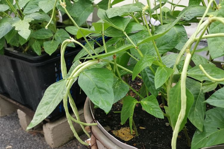 Ilustrasi menanam kacang panjang di pot.