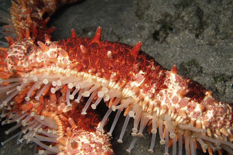 Kaki tabung pada bagian bawah tubuh bintang laut. 