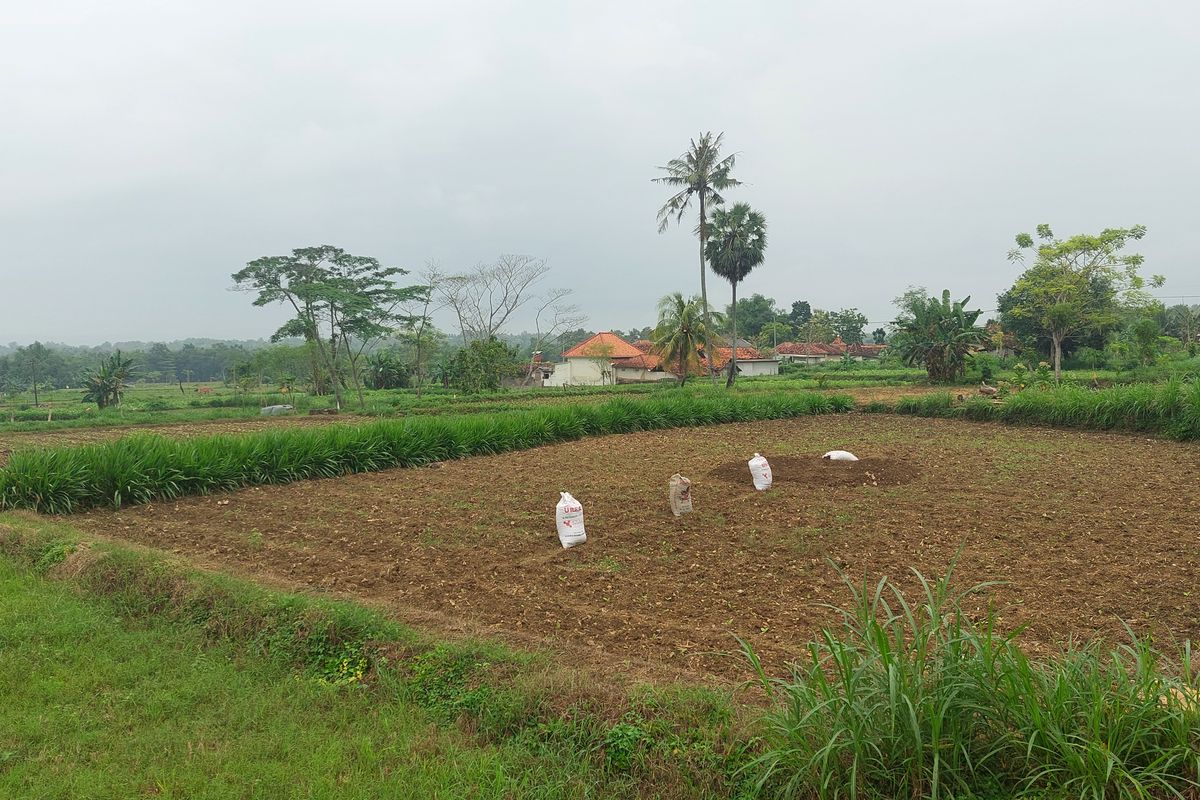 Suasana lahan warga yang bibit tembakaunya mati akibat curah hujan tidak menentu di Sumenep, Jawa Timur. 