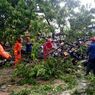 Enam Pohon Tumbang di Jakarta akibat Hujan dan Angin Kencang, Timpa Lapak Pedagang di Rorotan
