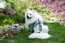 4 Ras Anjing Asal Jepang yang Lucu dan Menggemaskan