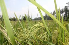 Pemkab Karawang Gratiskan Pajak Sawah Kurang dari Satu Hektar