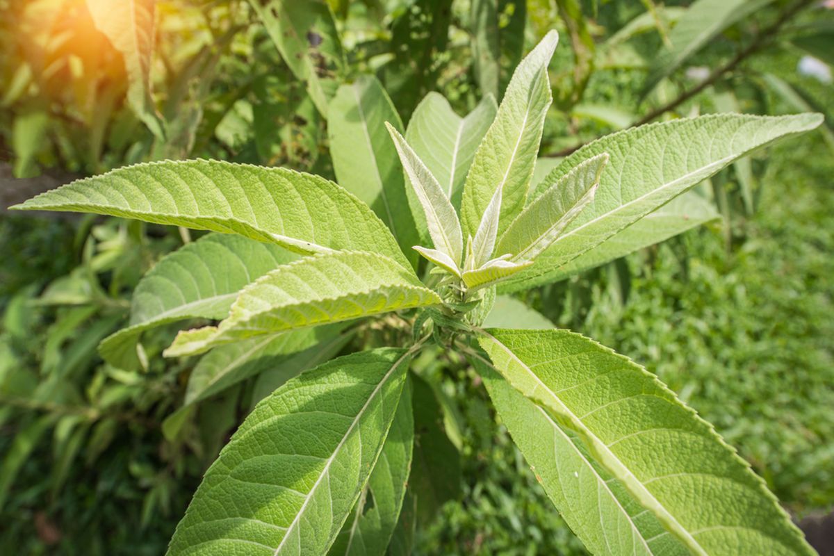 Ilustrasi daun sembung (Blumea balsamifera)