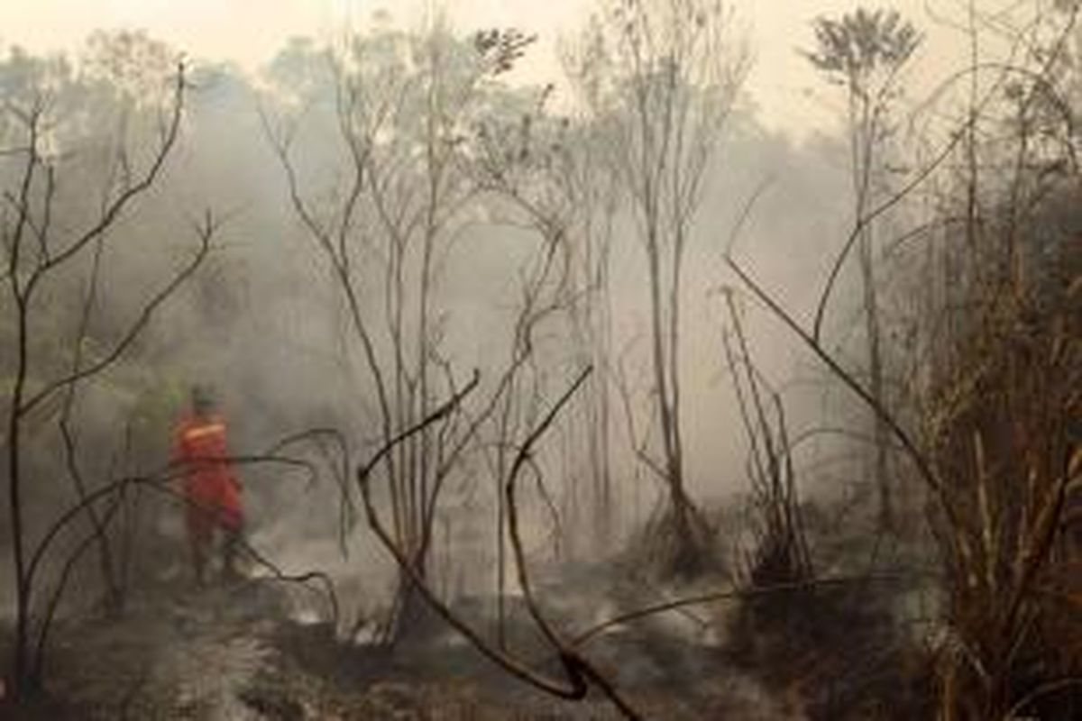 Petugas memeriksa kebakaran hutan gambut di Kabupaten Kapuas, Kalsel, saat inspeksi Presiden Joko Widodo, 24 September 2015.
