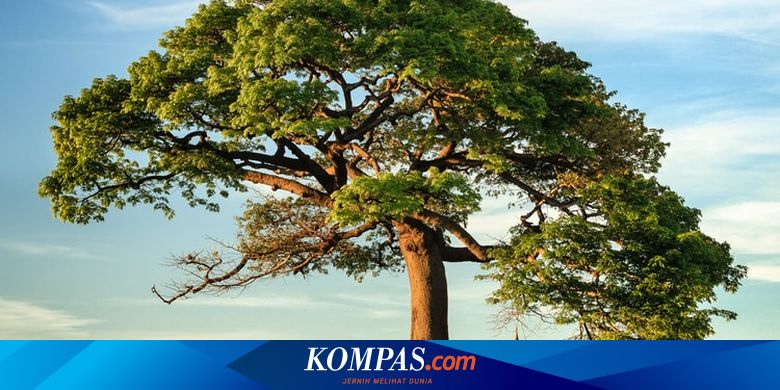 Proses Fotosintesis pada Tumbuhan - Vimarsana News