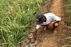 Pakai Pompa karena Saluran Irigasi Surut, Petani di Mustikajaya Bekasi Rogoh Rp 400.000 Seminggu