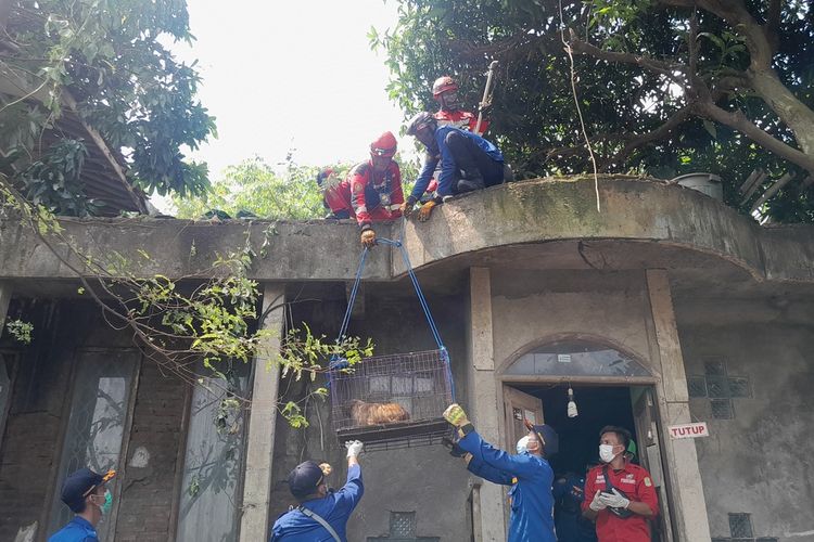 Petugas mengevakuasi anjing dari balkon lantai dua rumah Dokter Wayan pada Rabu (4/5/2023).