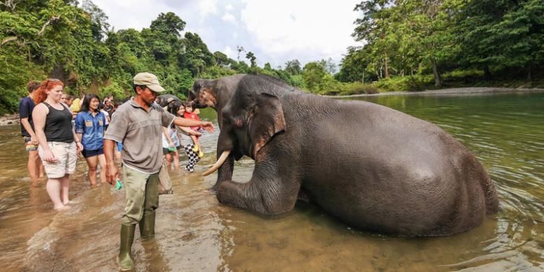 Tangkahan di Kabupaten Langkat, Sumatera Utara dikenal sebagai tempatnya gajah-gajah liar dan sungai yang masih terjaga kebersihannya.