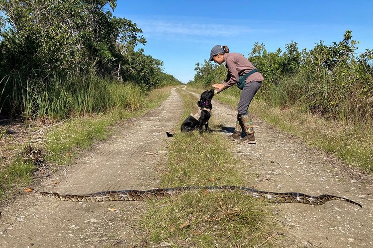 Pawang anjing Paula Ziadi, menginstruksikan Truman, setelah anjing itu berhasil melacak keberadaan ular piton sepanjang 8 kaki, Selasa, 8 Desember 2020, di Miami-Dade County, Florida.