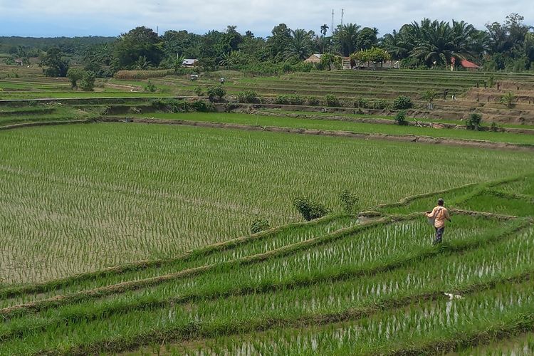 Sebagian petani mulai memupuk padi sawah di lahan pertanian yang dilindungi berlokasi di Kecamatan Siantar Marihat, Kota Pematangsiantar, Provinsi Sumut, Senin (4/3/2024). 