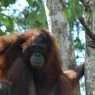 Kisah Pilu Pony, Orangutan yang Dijadikan Pelacur di Kalimantan dan Kondisinya Kini