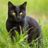 Jangan Salah, Ini 4 Perbedaan Kucing Bombay dan Kucing Hitam 