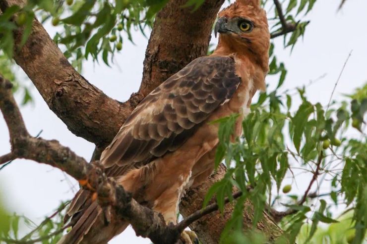 Elang Jawa: Endemik Dari Jawa yang Terancam Punah