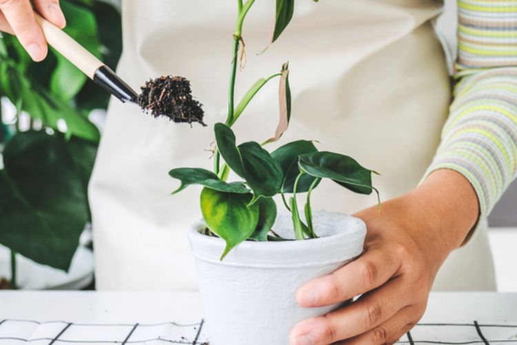 Ilustrasi merepotting tanaman. 