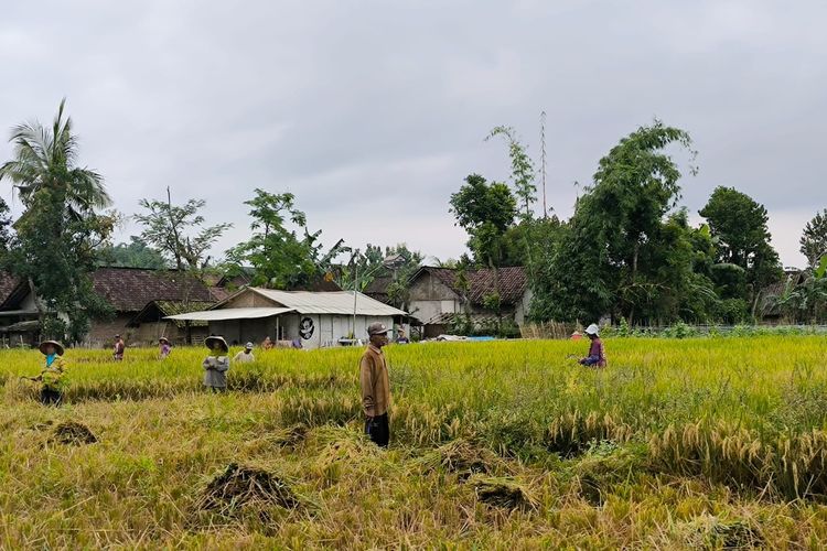 Ekonomi Jember Tumbuh 6,35 Persen Lampaui Jatim dan Nasional, Pertanian hingga MBG Jadi Kunci