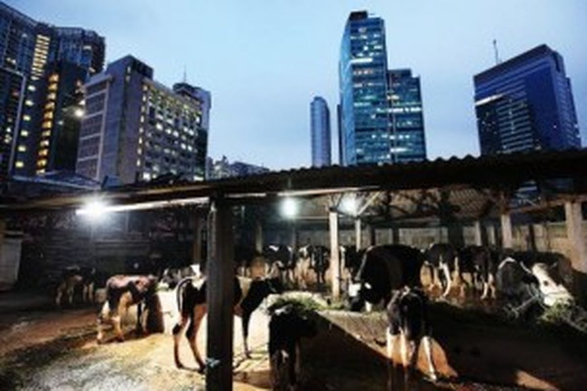 Kandang sapi perah di sela gedung-gedung pencakar langit di pusat bisnis dan perkantoran Mega Kuningan, Jakarta Selatan.