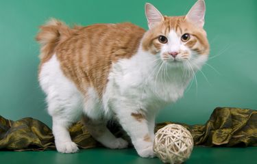 Mengenal Ras Kucing American Bobtail, Si Ekor Pendek yang Menggemaskan