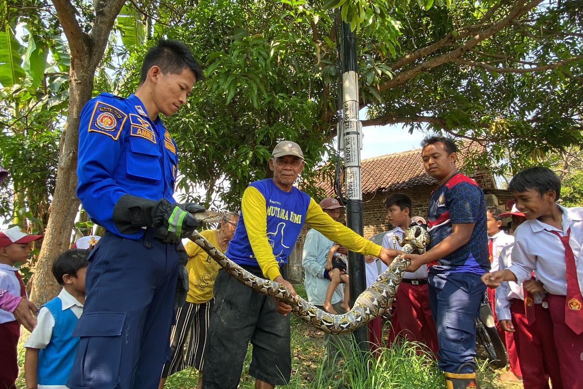 Tim Unit Damkar Pemkab Madiun menangkap ular sepanjang 2,5 meter di salah satu sekolah dekat SD di Desa Mruwak, Kecamatan Dagangan, Kabupaten Madiun, Jawa Timur, Senin (14/10/2024).