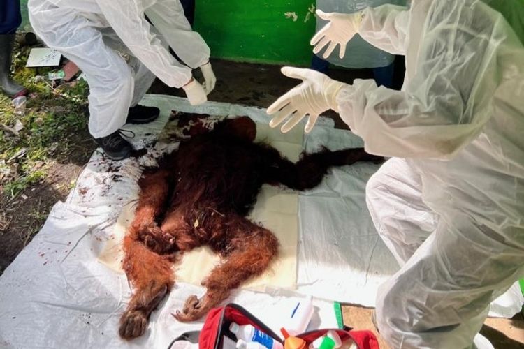Pemeriksaan terhadap Orangutan yang ditemukan mati mengenaskan di kawasan Taman Nasional Gunung Leuser, Desa Puteri Betung, Kecamatan Puteri Betung, Kabupaten Gayo Lues, Sabtu (23/7/2022).