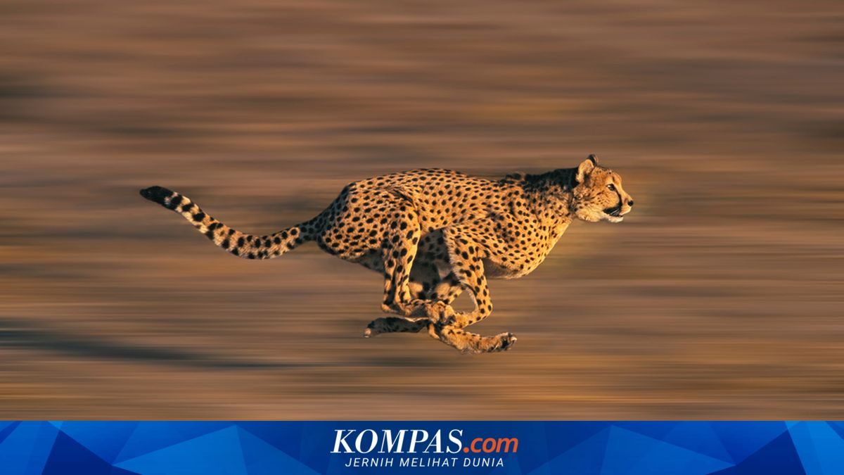 70 Tahun Setelah Kepunahan Lokal, Cheetah Kembali Dipulangkan ke India