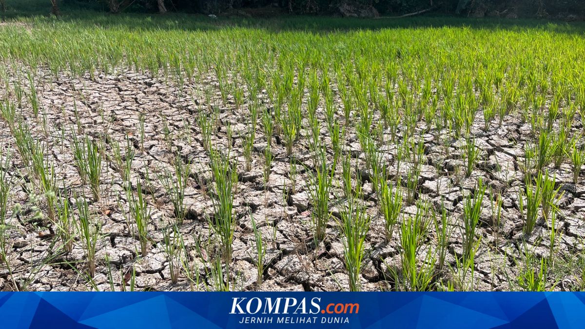 BPBD Garut Petakan 42 Kecamatan Rawan Kekeringan, 10 Kecamatan Jadi Prioritas Siaga Bencana