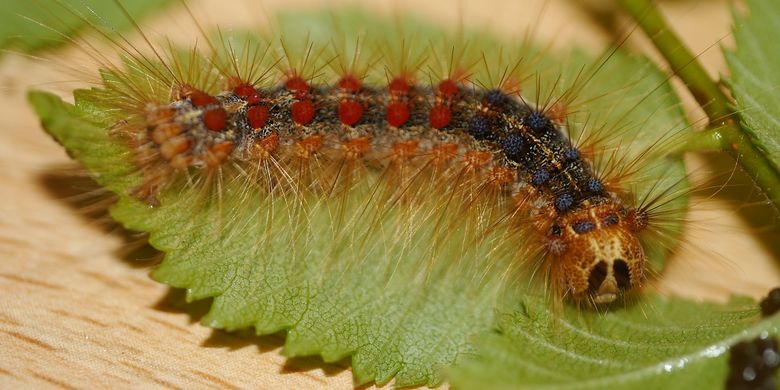 Ulat Bulu (Lymantriidae)