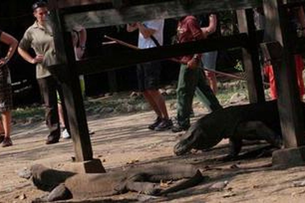 Wisatawan melihat dari dekat kehidupan satwa komodo di Pulau Rinca, Taman Nasional Komodo, Manggarai Barat, Nusa tenggara Timur, (21/10/2010). Tahun 2009, kawasan TNK dikunjungi 36.000 wisatawan, dimana 95 persennya adalah wisatawan mancanegara. 