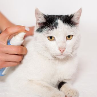 Ilustrasi kucing, ilustrasi perawatan mencegah kutu pada kucing peliharaan.