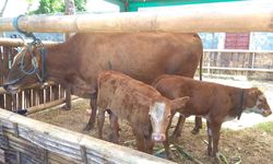 6 Kapal Khusus Ternak Mulai Beroperasi Tahun ini