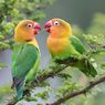 5 Sayuran Segar yang Cocok Untuk Lovebird