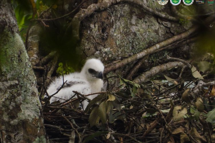 Seekor anak Elang Jawa atau Nisaetus Bartelsi menjadi penghuni baru kawasan Taman Nasional Gunung Gede Pangrango.