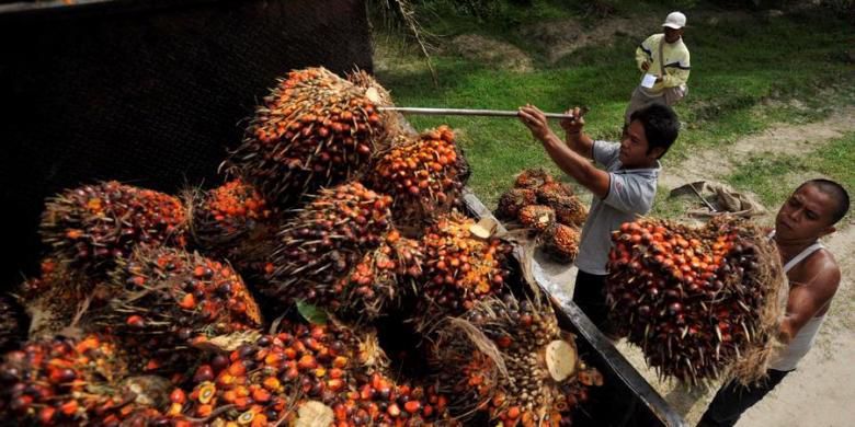 Sawit merupakan salah satu sektor pertanian menjanjian untuk rakyat Indonesia