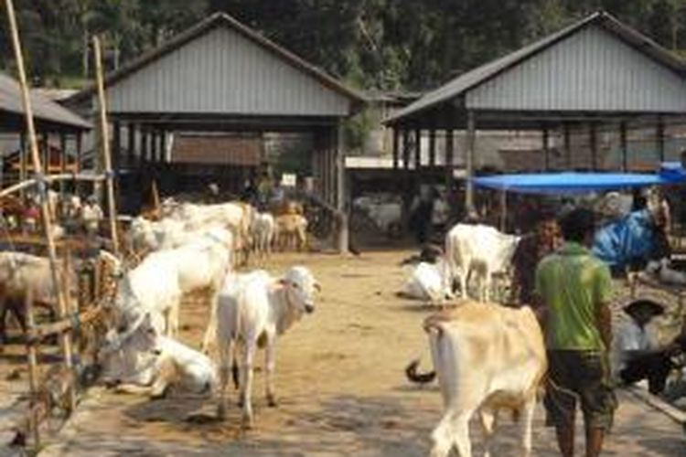 Suasana pasar hewan Ambarawa, yang buka setiap pasaran pon, salah satu nama hari dalam penanggalan jawa. 