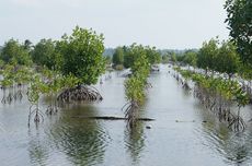 Manfaat Rehabilitasi Mangrove untuk Kesejahteraan Masyarakat Lewat Silvofishery 