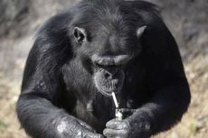 Simpanse di Kebun Binatang Pyongyang Mengisap 20 Batang Rokok Sehari