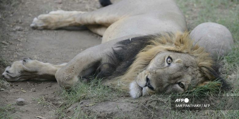 Eight Asian lions at India Zoo Test Positive for Covid-19 Page all