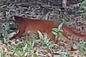 Kucing Merah Kembali Terekam Kamera Pengintai di Malinau, Kepala BTNKM Ajak Warga Lestarikan