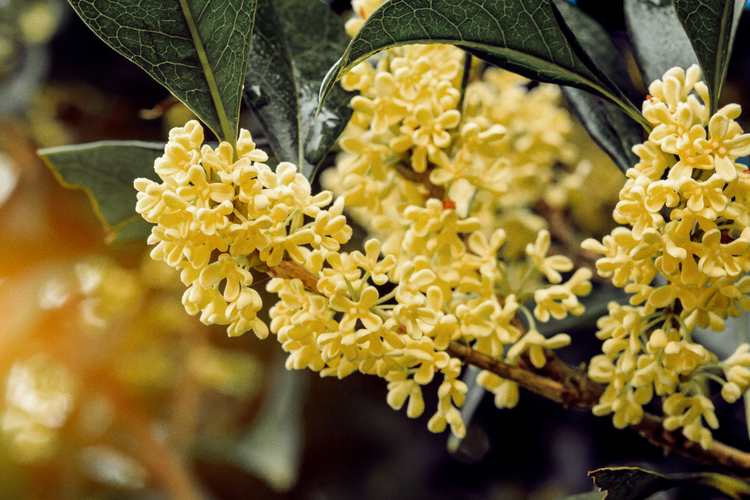 Bunga Osmanthus dari China