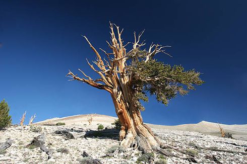 Pohon Purba Beri Bukti Musim Panas 2023 adalah yang Terpanas dalam 2.000 Tahun