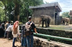 Pengunjung Taman Margasatwa Ragunan Dibatasi 45.000 Orang Per Hari