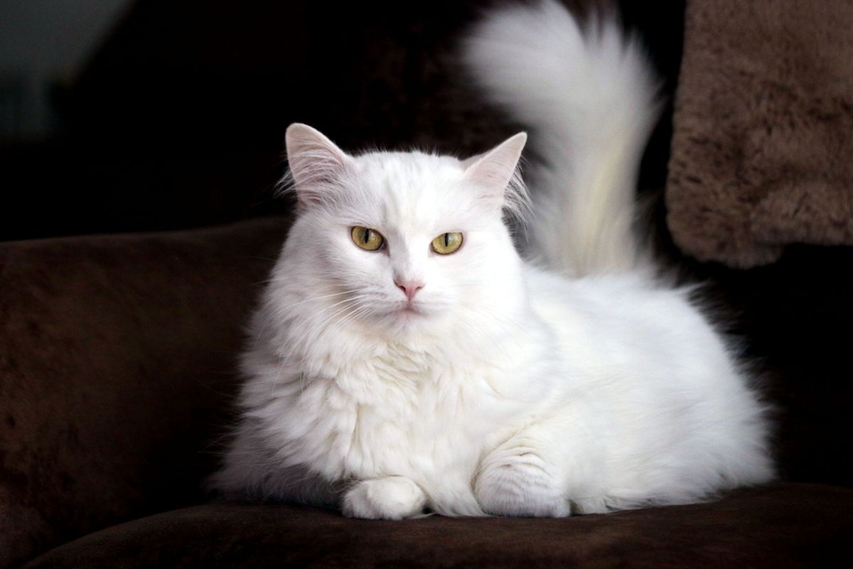 Ilustrasi kucing Turkish Angora.