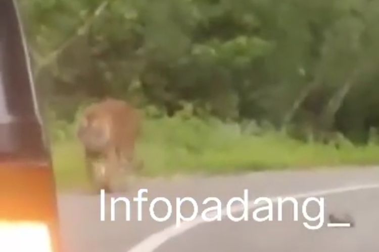 Seekor harimau berjalan di pinggir jalan raya di Kabupaten Solok, Sumatera Barat, Rabu (2/12/2020)