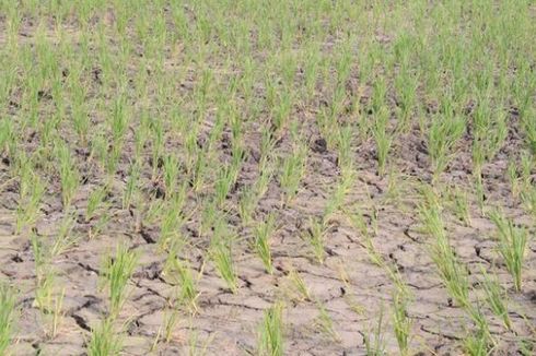 Kekeringan, Puluhan Hektar Sawah Terancam Gagal Panen