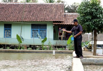 Kelebihan dan Kekurangan Kolam Tanah dan Kolam Beton untuk Budidaya Ikan