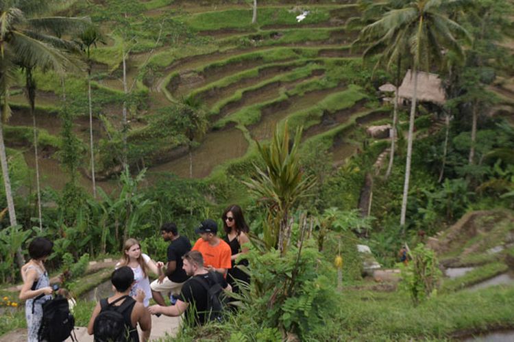 Wisatawan mancanegara menikmati pemandangan pedesaan sawah berundak (terasering) di Desa Tegallalang, Gianyar, Bali, Rabu (30/1/2019). Dinas Pariwisata Daerah Kabupaten Gianyar menargetkan kunjungan sebanyak tiga juta orang wisatawan mancanegara ke Gianyar selama tahun 2019. 