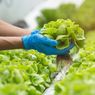 6 Tanaman Sayur yang Tumbuh Subur di Dalam Ruangan, Bisa Panen Terus