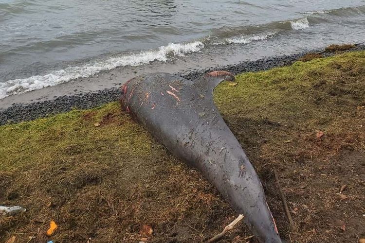 Lumba-lumba Elektra yang terdampar di Pantai Mauritius.